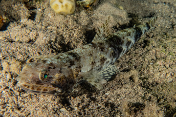 Fish swim in the Red Sea, colorful fish, Eilat Israel