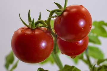 Red tomatoes with green leaves. Close-up shot.