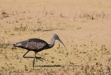 Glossy Ibis looking for food at water pond