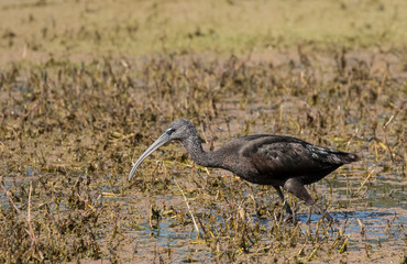 Obraz na płótnie Canvas Glossy Ibis looking for food at water pond