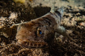 Fish swim in the Red Sea, colorful fish, Eilat Israel