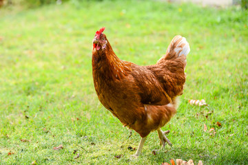 lustige braune Henne auf der Wiese 