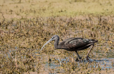 Glossy Ibis looking for food at water pond