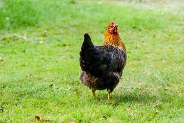 glückliche Hühner im Garten