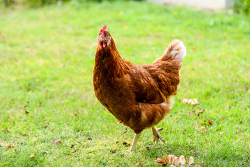 glückliche Hühner im Garten
