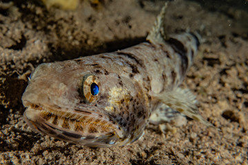 Fish swim in the Red Sea, colorful fish, Eilat Israel