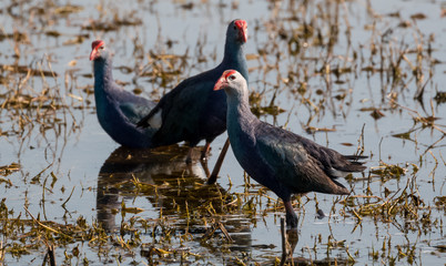 Indian birds in their natural habitat