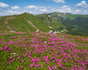 Blossoming slopes (rhododendron flowers ) of Carpathian mountains.