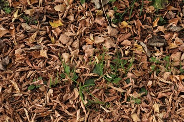 fallen dry leaves on the ground