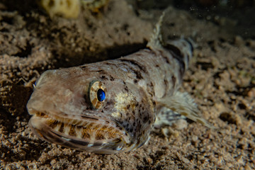 Fish swim in the Red Sea, colorful fish, Eilat Israel