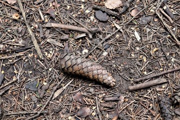 cone lies on the ground, covered with branches and spruce needles