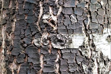 bark of tree