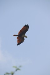 Eagle 