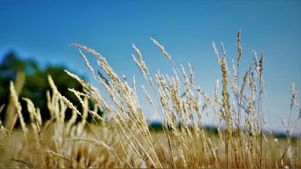 Fototapeta premium field