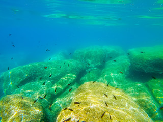 Black fish and rocks in Alghero blue sea