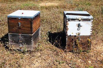 Hives with bees on a field