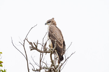 Martial eagle in a tree,looking to the left