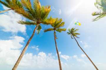 Kite surf over tall palm trees in Guadeloupe