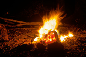 bonfire in the dark night forest