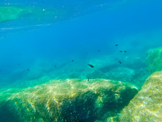 Underwater view of fish in Alghero blue sea