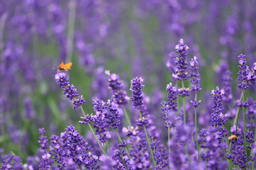 Orange butterfly lavender