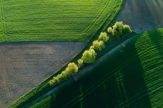 Aerial view of green fields and tree lined dirt road