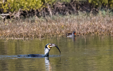 Obraz premium Great Cormorant with big fish catch to eat at Keoladeo Bird Sanctuary