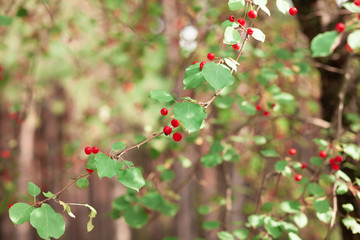 Leaves and small apples in the sun and blurred trees.