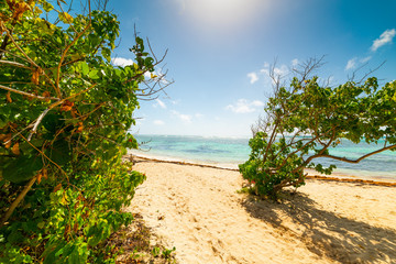 Fototapeta na wymiar Bois Jolan beach in Guadeloupe