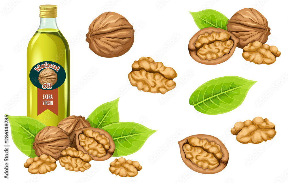 Wall mural Set walnut oil, seed and leaf. Isolated vector illustration on white background.