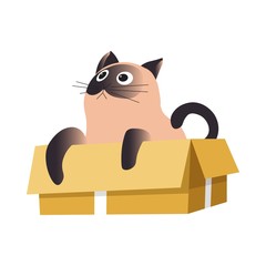 Cat in box, Siamese breed relaxing or playing isolated pet