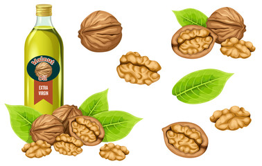 Set walnut oil, seed and leaf. Isolated vector illustration on white background.