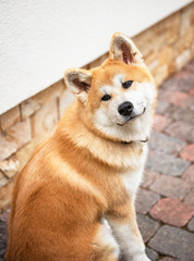 Young akita female dog portrait