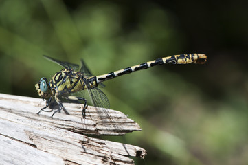 Onychogomphus forcipatus the small pincertail or green-eyed hook-tailed dragonfly large insect and striking colors yellow black and blue eyes