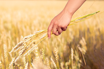 a bunch of wheat ears in a womans hand, against the background of Golden wheat field
