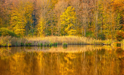 Fototapeta na wymiar Lake with trees in autumn