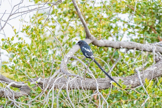 Magpie Shrike, Corvinella melanoleuca, in a tree