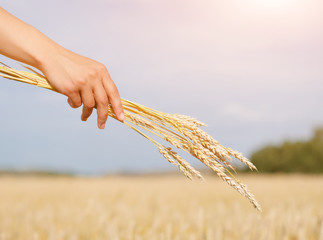 Bundle of golden wheat in women 's hand amid sky and wheat field