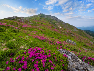 Fototapeta premium Pink rose rhododendron flowers on summer mountain slope