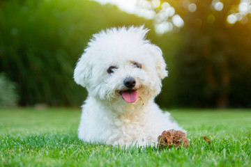 Bichon Frise dog lying on the grass with its tongue out - 286149728