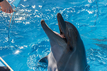 Dolphin in the water waiting for food