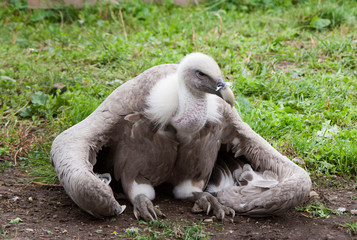 birds portrait vulture gray brown