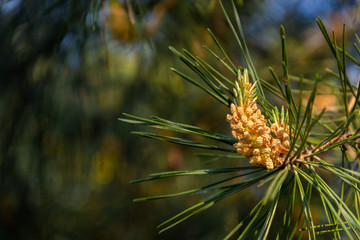 Coniferous needles and young pine cones. Sprig of pine close up. Coniferous background. Front view, place for text, Copy space