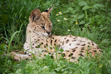 the serval lies in the green grass