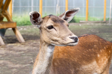 portrait of a young brown deer snout