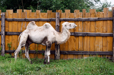 white two-humped camel stands near a wooden fence