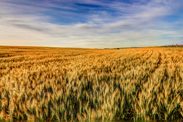 Farmland landscapes in the Alberta countryside