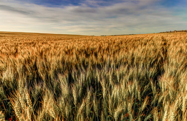 Close up of wheat in the Alberta countryside