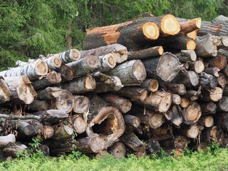 Lagerplatz - gerodete Baumstämme trocknen im Wald
