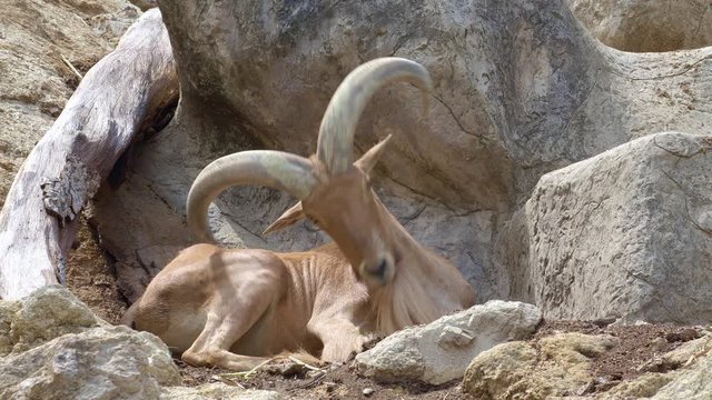 Huge mountain goat or barbary sheep is laying on a rock 